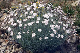 Dianthus plumarius